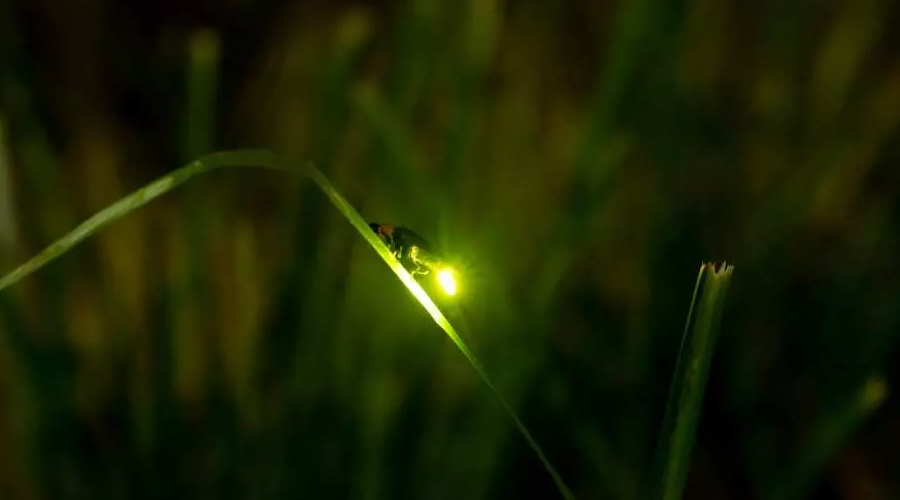 Fireflies Boat Cruise Experience in Kuala Selangor