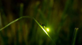 Fireflies Boat Cruise Experience in Kuala Selangor Fireflies Boat Cruise Experience in Kuala Selangor