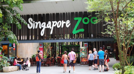 Singapore Zoo Ticket