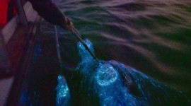 Blue Tears Experience with Boat Cruise at Kuala Selangor