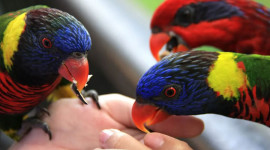 Phuket Bird Park Ticket