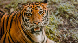 Cebu Safari and Adventure Park Ticket in Cebu Cebu Safari and Adventure Park Ticket in Cebu