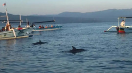 Lovina Dolphin Watching and Snorkeling in Bali