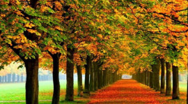 Nami Island, Petite France, Garden of Morning Calm, or Gangchon Rail Bike Day Tour from Seoul by SA