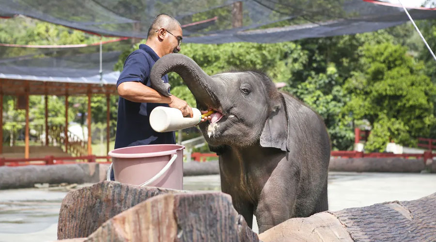 Kuala Gandah Elephant Sanctuary, Deerland Park, and Aboriginal Settlement Tour from Kuala Lumpur