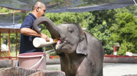Kuala Gandah Elephant Sanctuary, Deerland Park, and Aboriginal Settlement Tour from Kuala Lumpur
