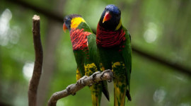 Private Kuala Lumpur Bird Park, Butterfly Park with Orchid and Hibiscus Garden Day Tour