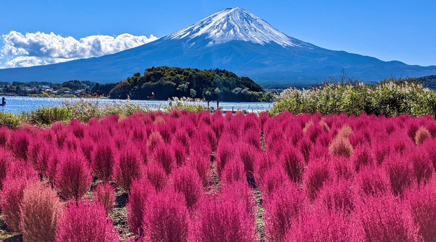 Private Day Tour: Tokyo + Fujikawaguchiko