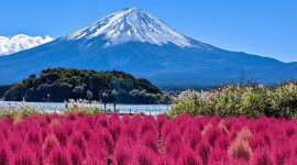 Private Day Tour: Tokyo + Fujikawaguchiko