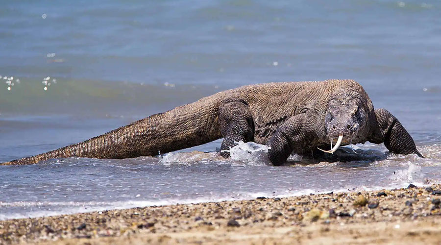 Australia: Brisbane, Komodo & Cairns from Auckland