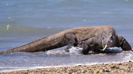 Australia: Brisbane, Komodo & Cairns from Auckland