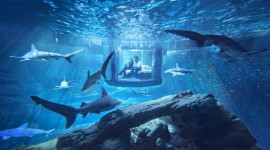 Langkawi Underwater World Ticket Langkawi Underwater World Ticket