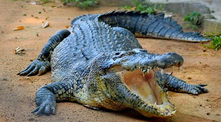 Melaka Crocodile and Recreation Park Ticket