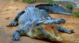 Melaka Crocodile and Recreation Park Ticket