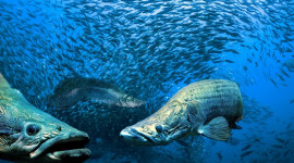 Boutique Aquarium Ticket at The TOP Penang