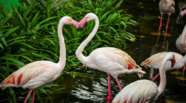 Langkawi Wildlife Park Ticket Langkawi Wildlife Park Ticket
