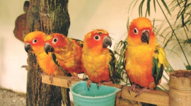 KL Bird Park Admission Ticket With One Way Transfer