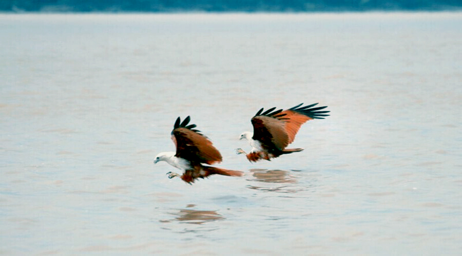 Eagle Feeding Experience in Kuala Selangor